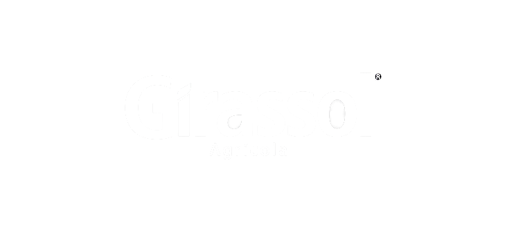 Girassol